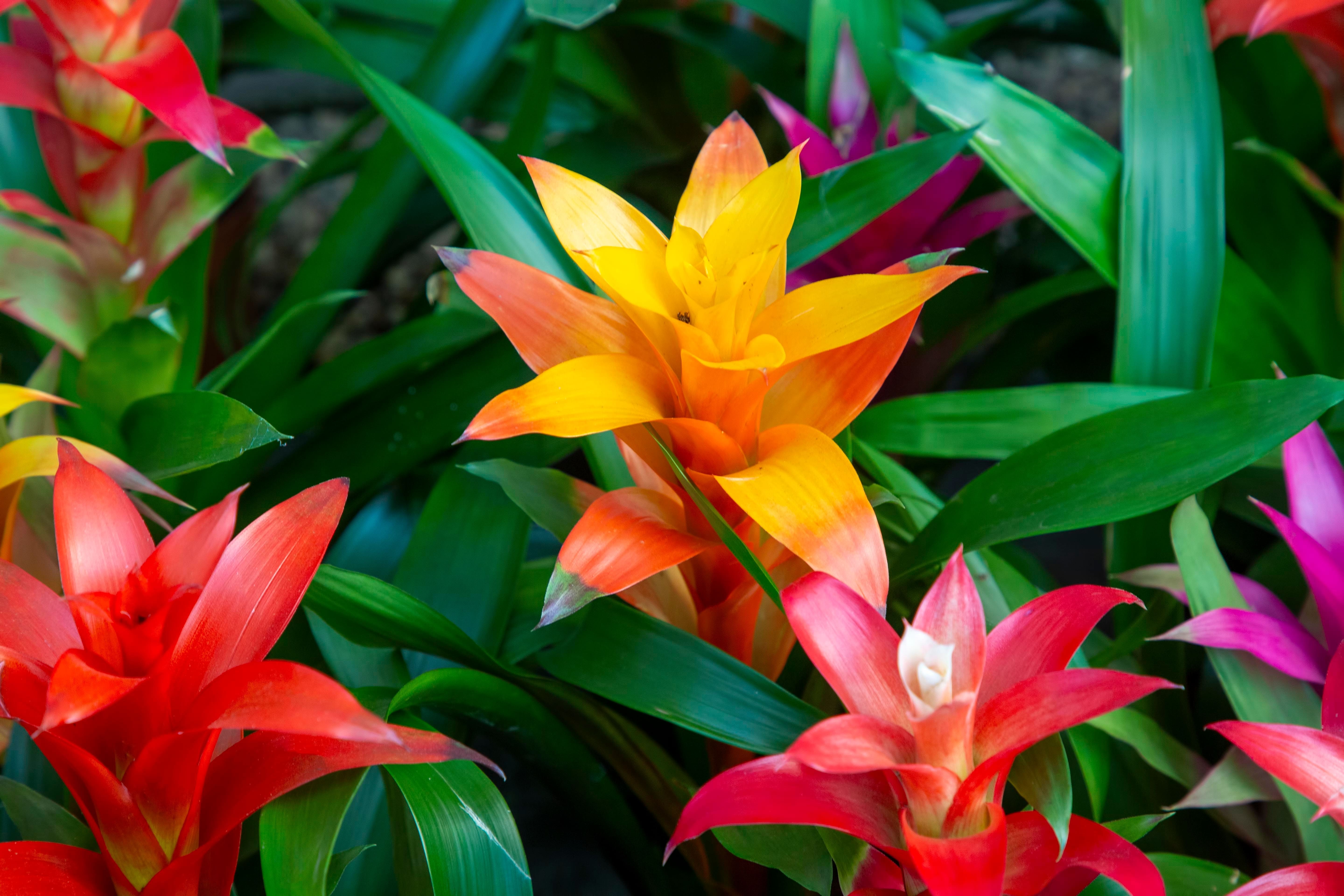 La guzmania ama la luce ma non il sole diretto.