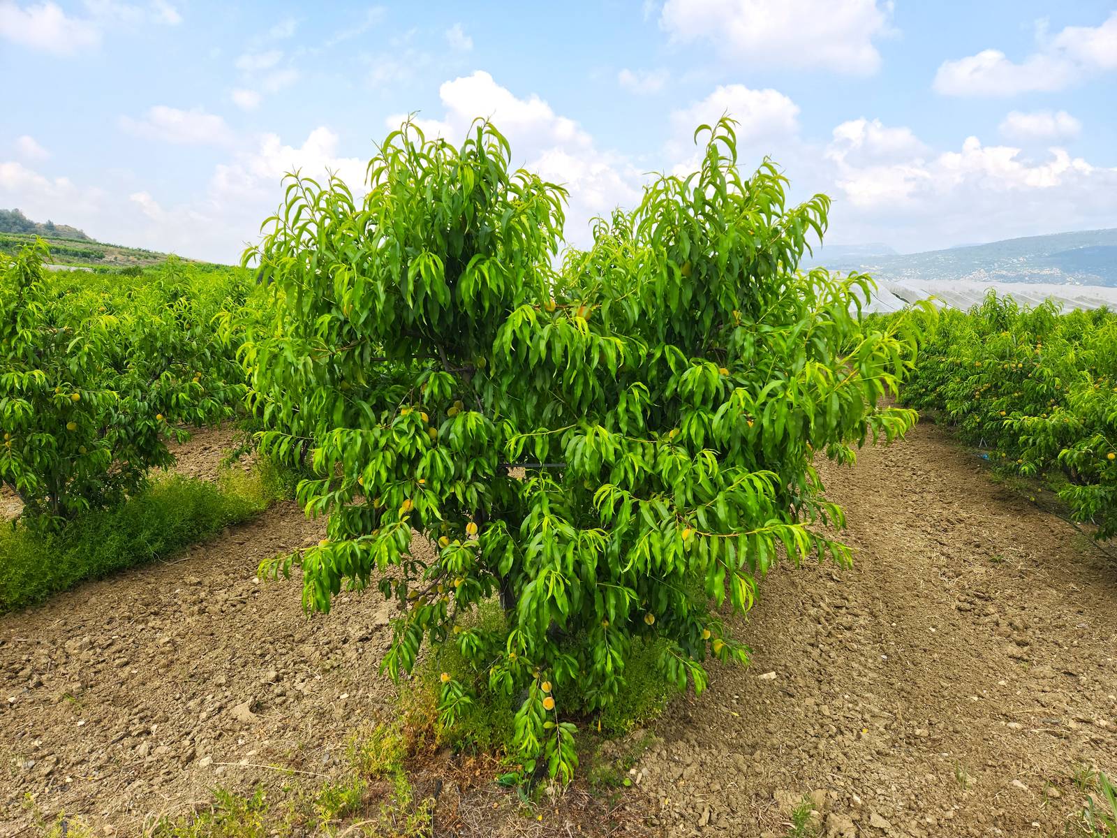 Le foglie del pesco hanno forma lanceolata appuntita. Le foglie del pesco hanno forma lanceolata appuntita.