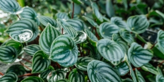 Peperomia