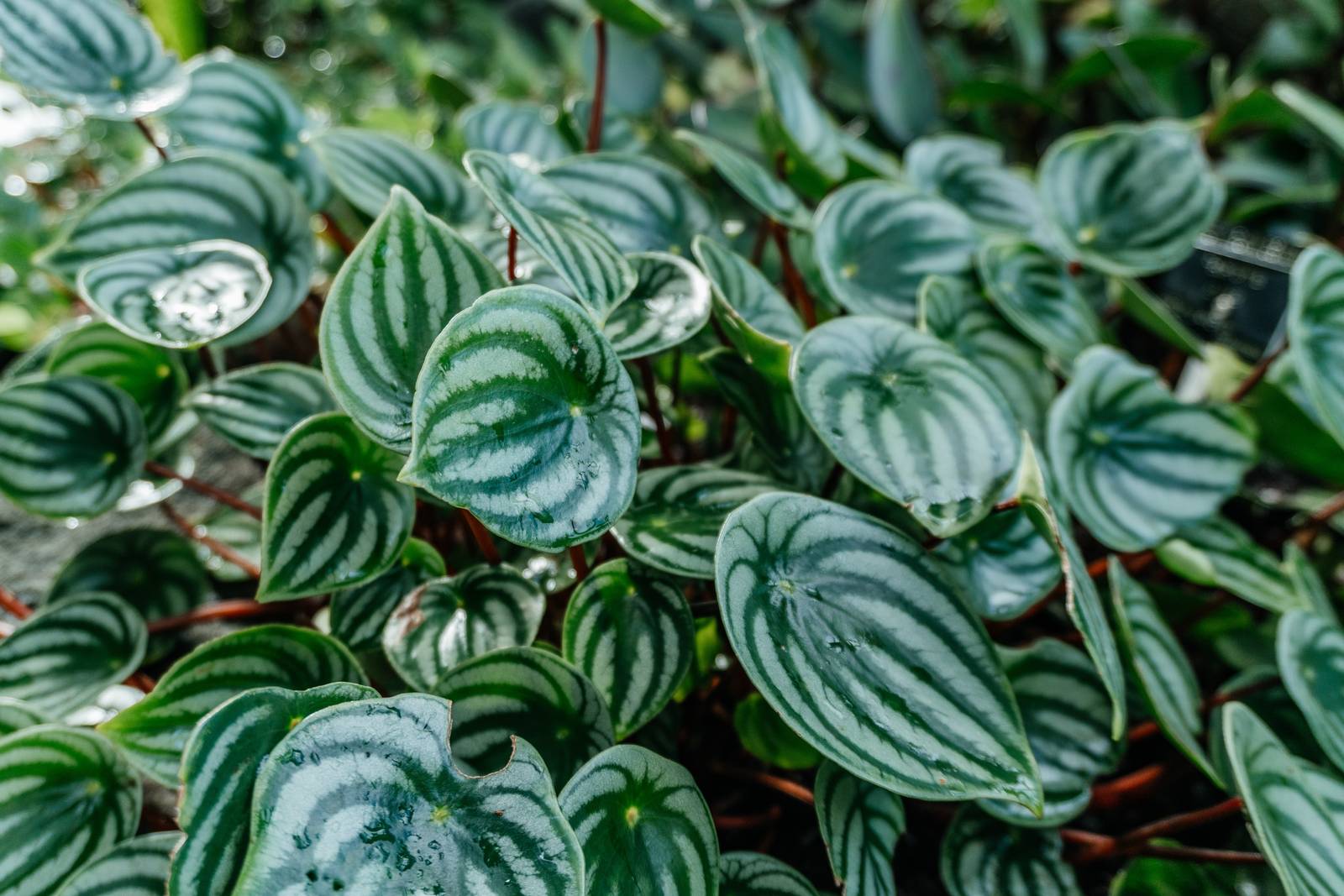Pianta di peperomia