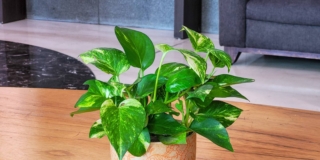 pothos in appartamento