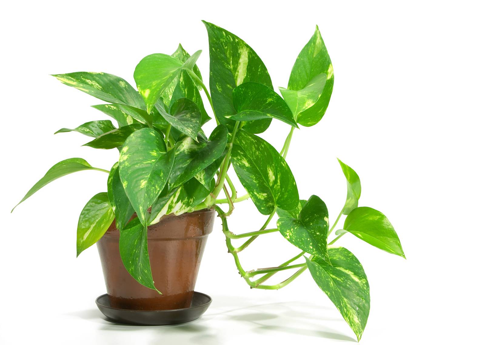 Per la sua sensibilità alle basse temperature, il pothos si può coltivare solo in vaso in modo da poterlo trasferire all'esterno solo ed esclusivamente durante la bella stagione.