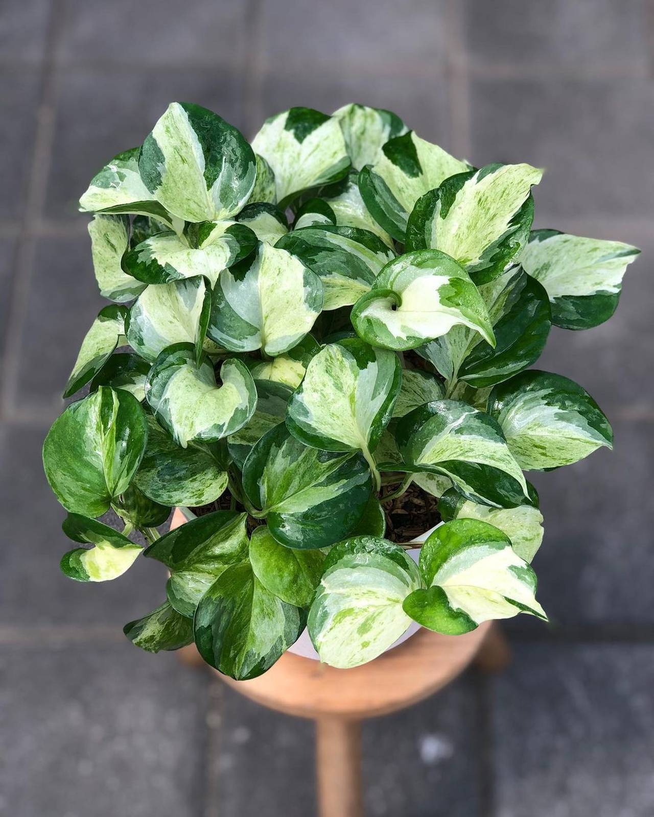 In foto, il Pothos Manjula dalle foglie magnificamente variegate.