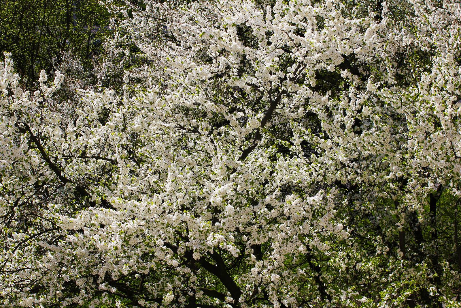 Il susino ha bisogno di esposizione diretta e climi temperati. Il susino ha bisogno di esposizione diretta e climi temperati.