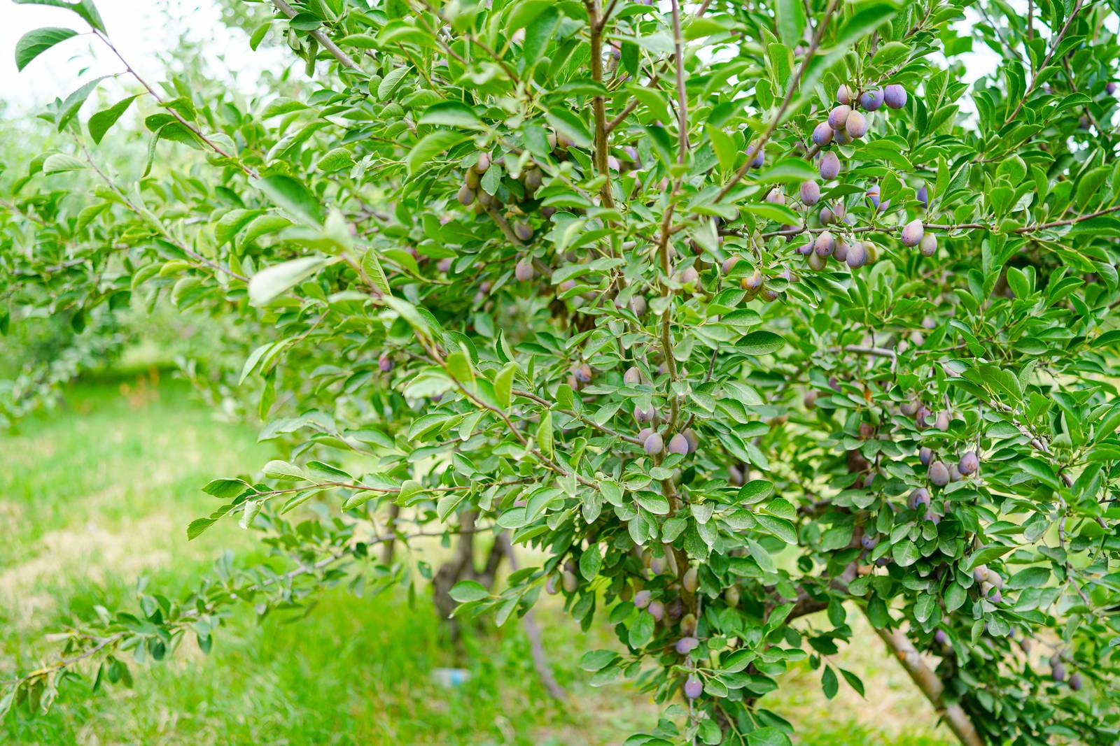 Le foglie di susino sono coriacee e di forma allungata e seguono la fioritura. Le foglie di susino sono coriacee e di forma allungata e seguono la fioritura.
