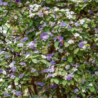Brunfelsia Brunfelsia