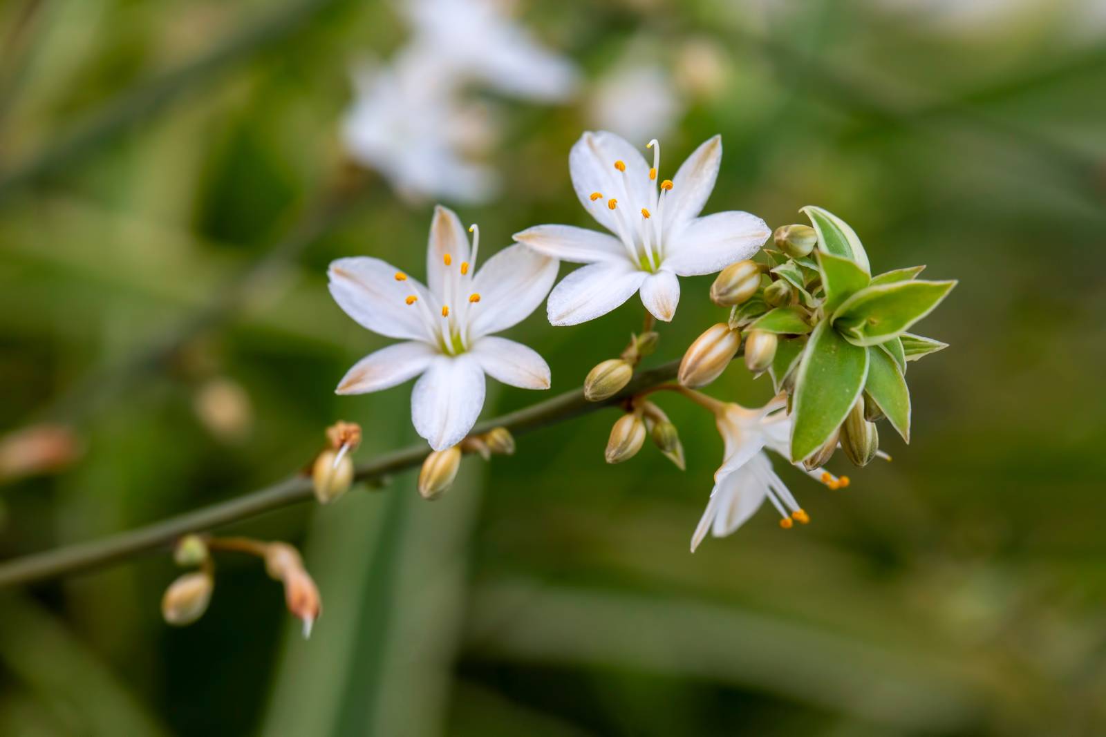 I fiori di falangio hanno una caratteristica forma a stella e colore bianco.