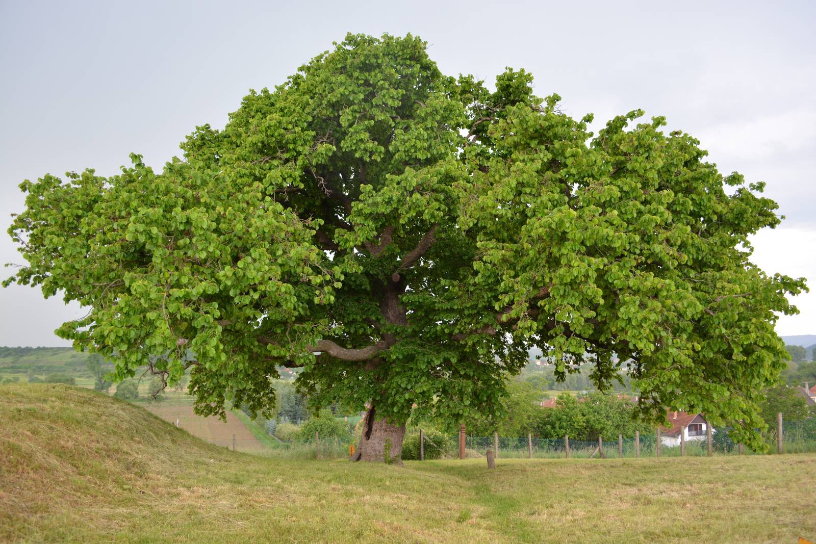 Il nocciolo è un'ottima pianta da giardino: bella, capace di una piacevole ombra e produttrice degli squisiti frutti. Il nocciolo è un'ottima pianta da giardino: bella, capace di una piacevole ombra e produttrice degli squisiti frutti.