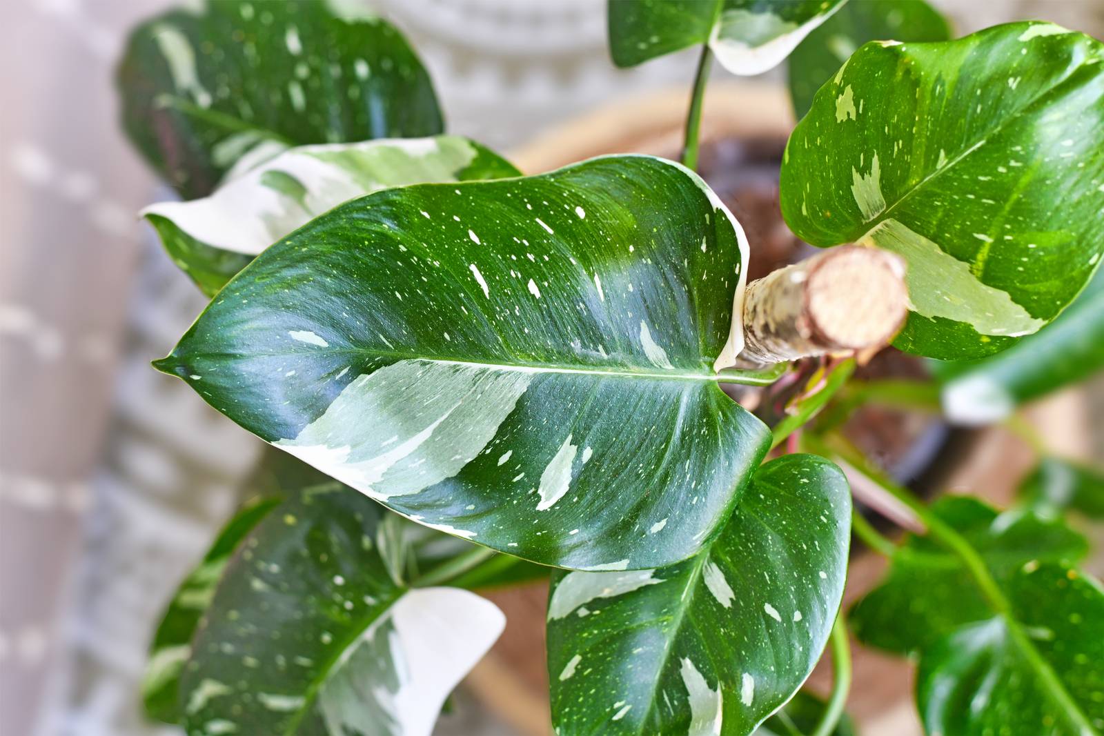 Anche se raramente produce infiorescenze, il filodendro è una pianta apprezzata per il rigoglioso fogliame decorativo. Anche se raramente produce infiorescenze, il filodendro è una pianta apprezzata per il rigoglioso fogliame decorativo.