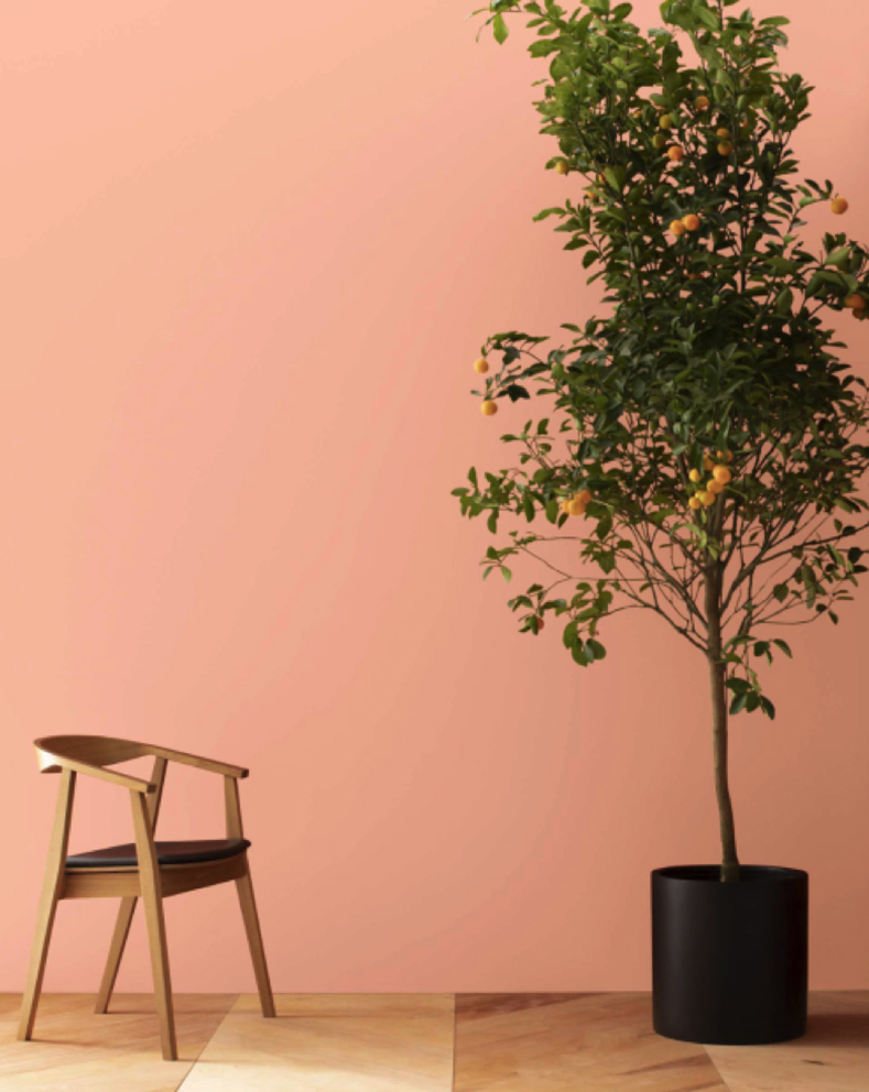 Sempre nella zona giorno - un angolo di un soggiorno o di un ingresso - è stata usata la pittura Amber Winds 073 di Benjamin Moore, un tono color pesca molto morbido.
Anche in questo caso l'abbinamento è con pavimento e sedia in legno chiaro. Sempre nella zona giorno - un angolo di un soggiorno o di un ingresso - è stata usata la pittura Amber Winds 073 di Benjamin Moore, un tono color pesca molto morbido.
Anche in questo caso l'abbinamento è con pavimento e sedia in legno chiaro.