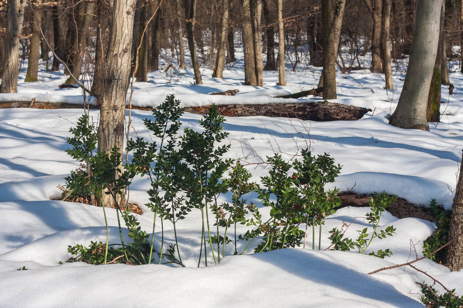 Come si vede in foto, il pungitopo adulto è molto resistente al freddo e alla neve.
