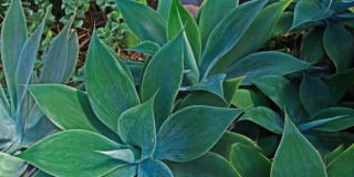 Agave attenuata