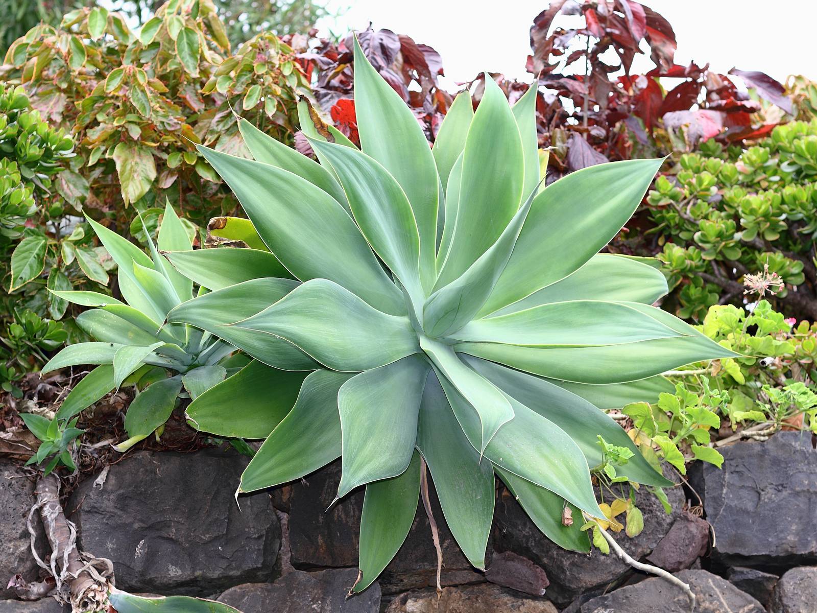 Agave attenuata ha bisogno di un'esposizione calda e diretta.
