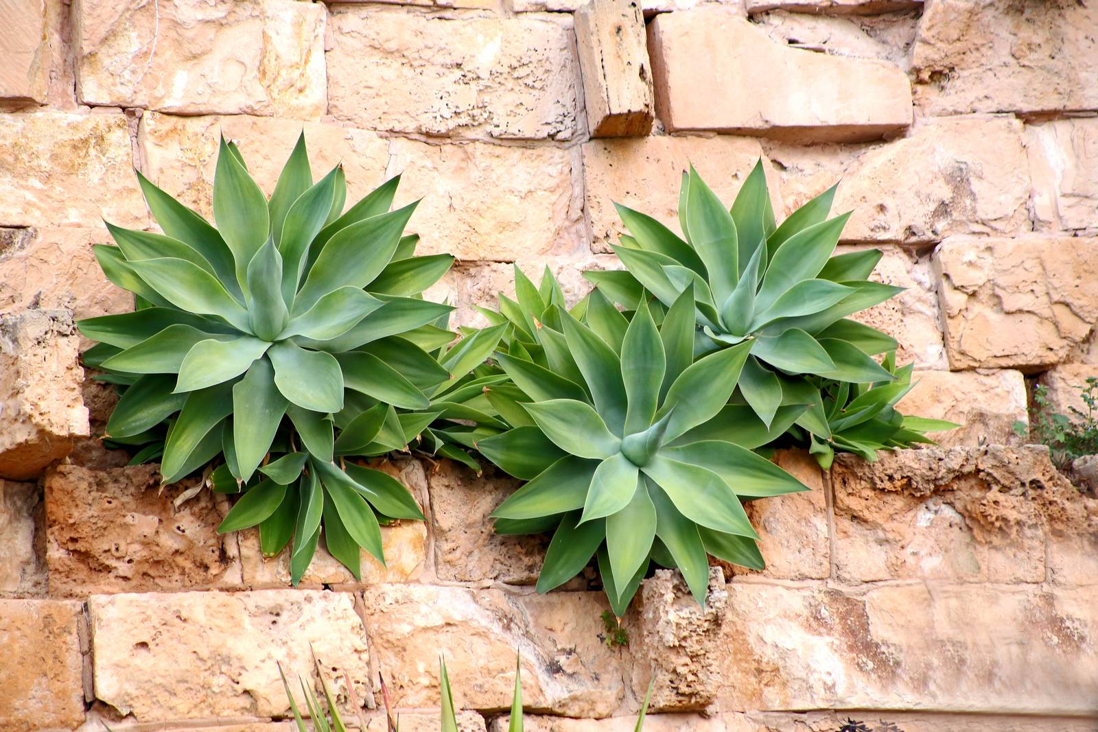 Agave attenuata è una pianta facilmente adattabile in fatto di terreni, ma non di temperature.