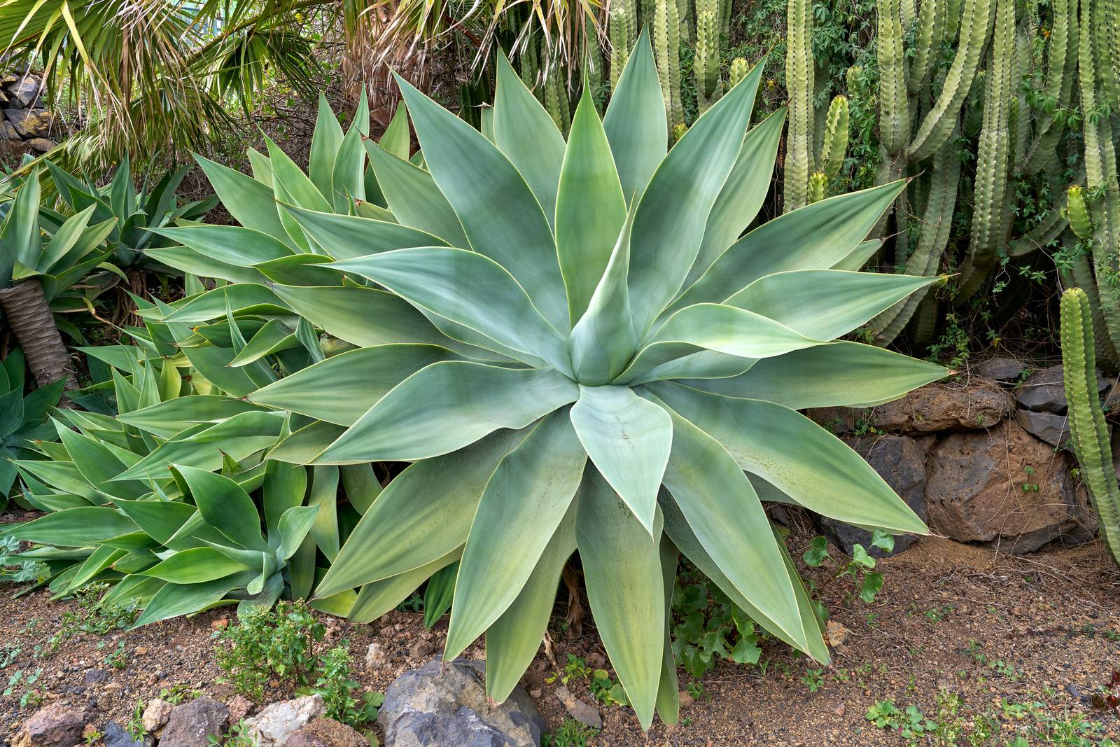 Agave attenuata si può coltivare in piena terra solo nelle regioni caratterizzate da inverni poco freddi.