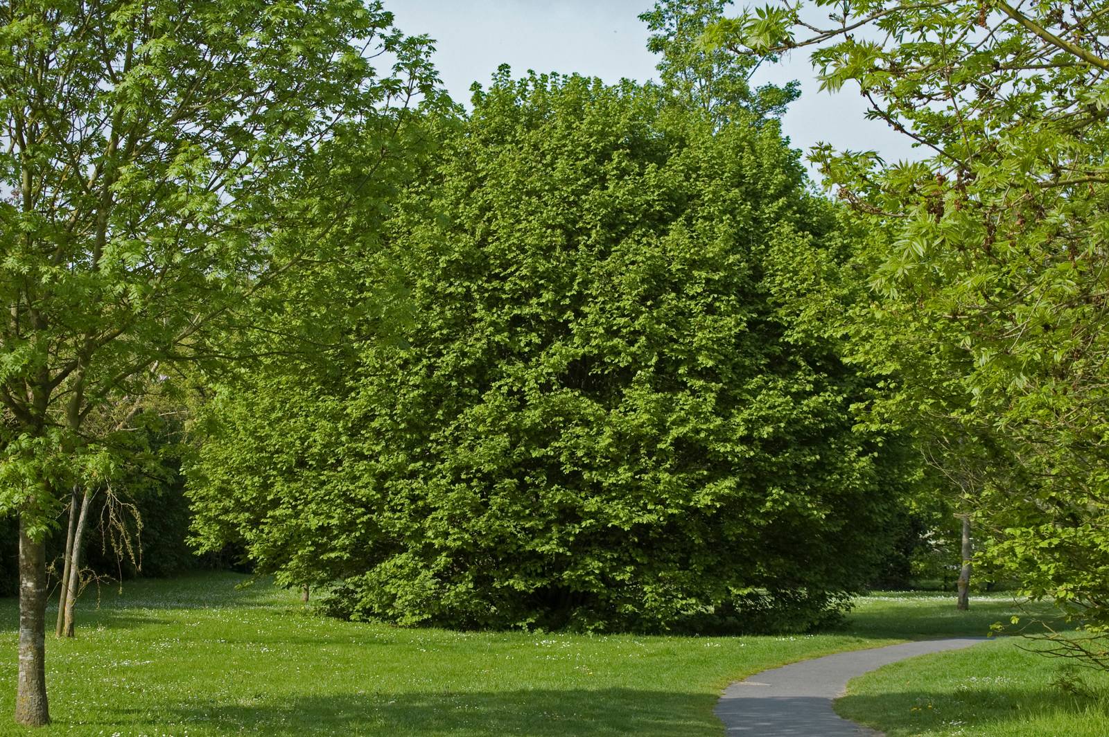 Come si vede in foto, il nocciolo può assumere l'aspetto di un arbusto dalle dimensioni contenute con chioma densa e globosa. Come si vede in foto, il nocciolo può assumere l'aspetto di un arbusto dalle dimensioni contenute con chioma densa e globosa.