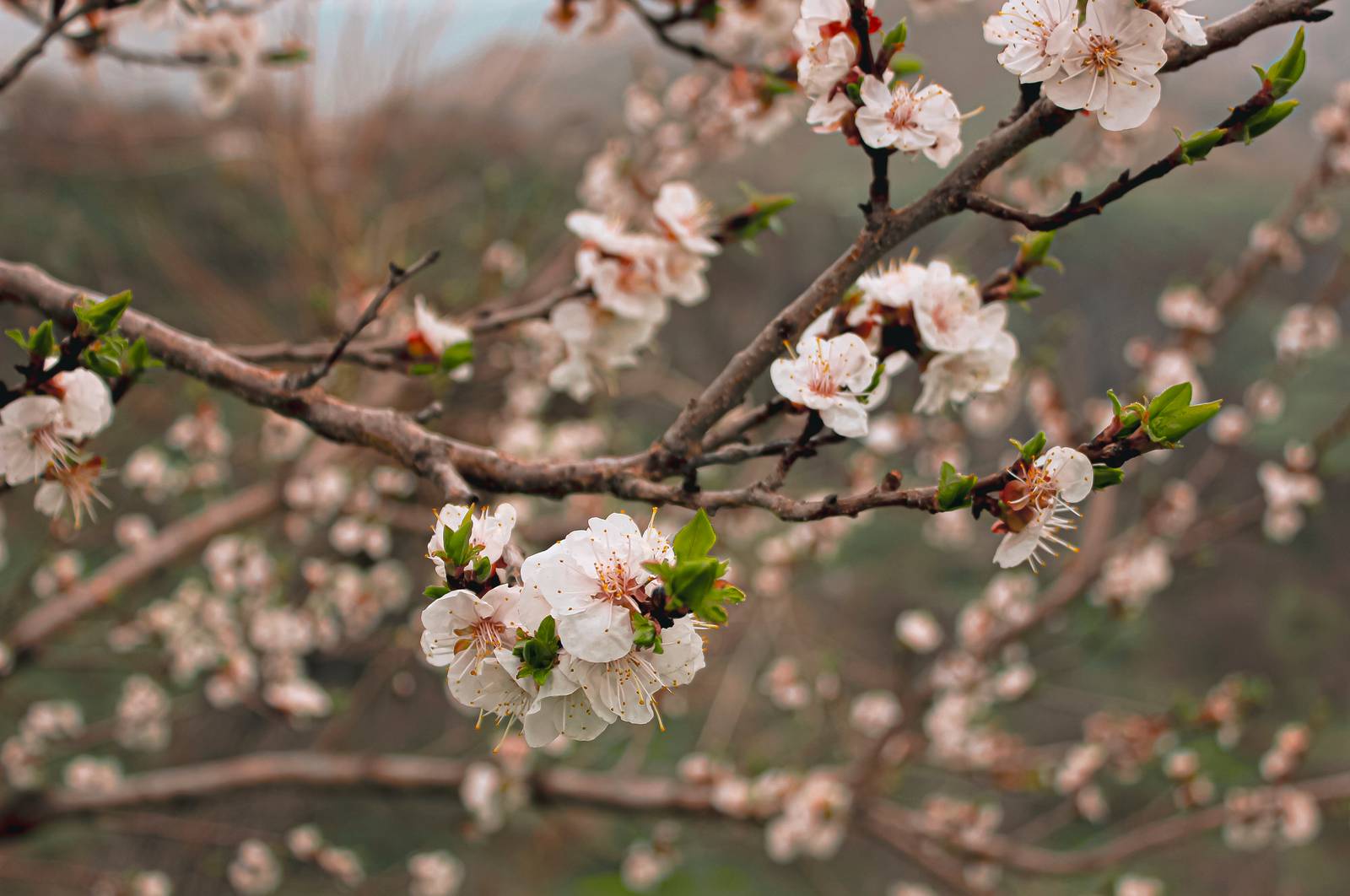 I fiori di albicocco sono ermafroditi, con calice rossastro, leggermente peloso, a forma di coppa. I fiori di albicocco sono ermafroditi, con calice rossastro, leggermente peloso, a forma di coppa.