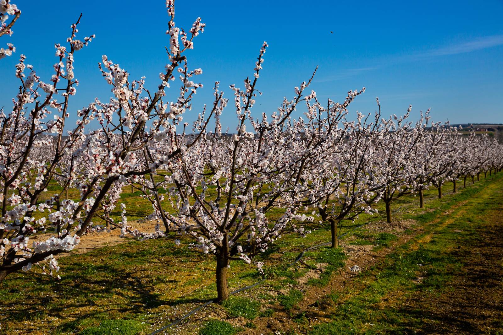 L'albicocco emette i fiori prima della comparsa delle foglie. L'albicocco emette i fiori prima della comparsa delle foglie.