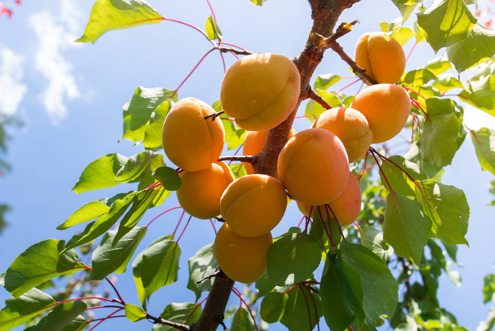 Il frutto dell'albicocco è una drupa sferica dalla superficie vellutata e colore sfumato da giallo a rosso-arancio. Il frutto dell'albicocco è una drupa sferica dalla superficie vellutata e colore sfumato da giallo a rosso-arancio.