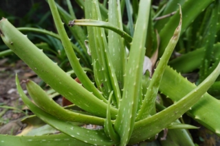 L’aloe vera è una succulenta arbustiva e perenne, dal fogliame carnoso ma flessibile.