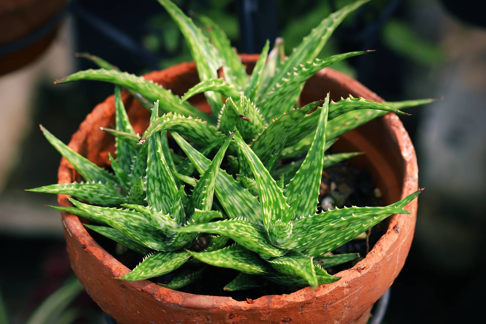 Aloe vera si può facilmente coltivare sia in vaso sia in giardino. Aloe vera si può facilmente coltivare sia in vaso sia in giardino.