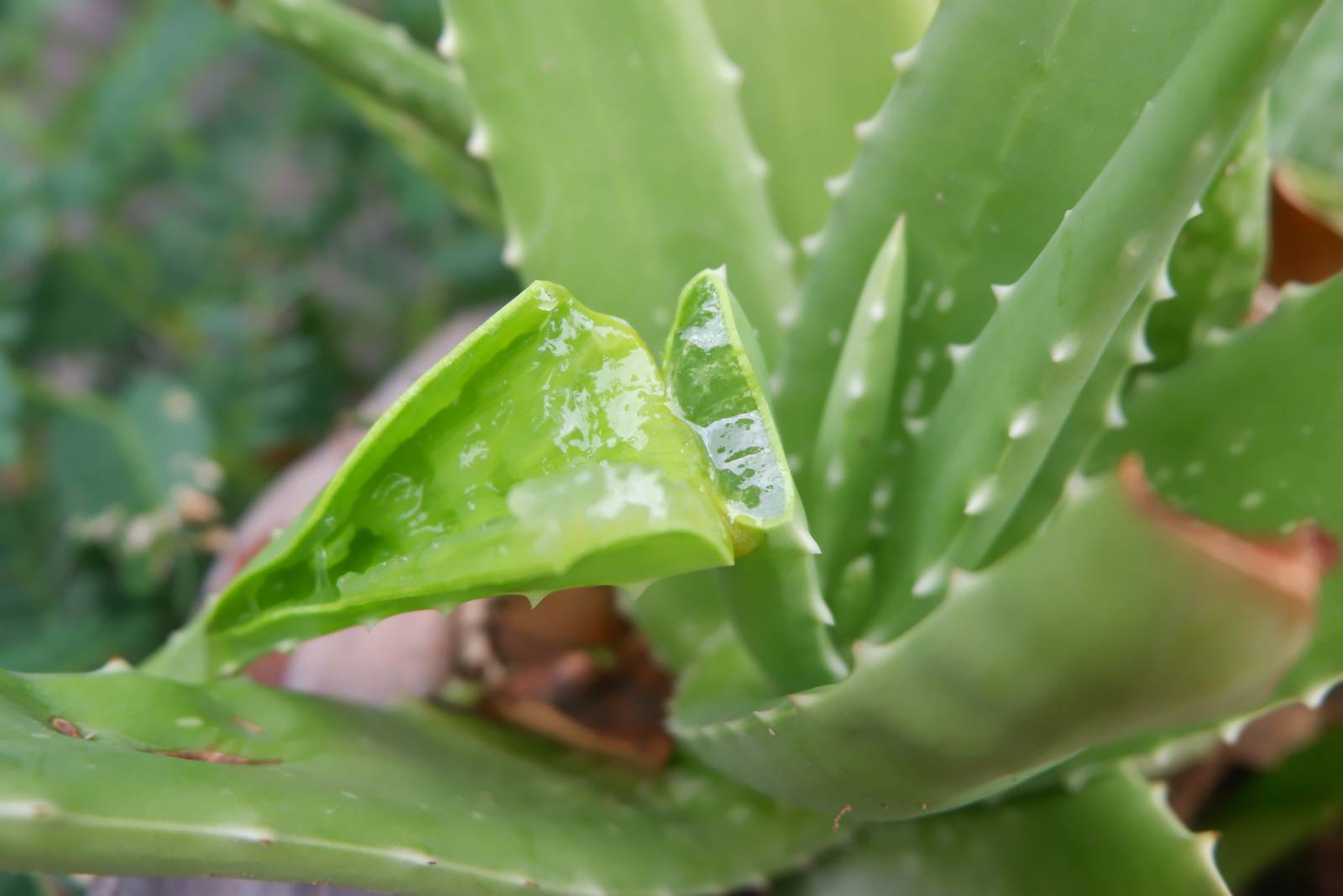 Tagliando longitudinalmente una foglia matura di aloe vera, si può estrarre il prezioso gel lenitivo. Tagliando longitudinalmente una foglia matura di aloe vera, si può estrarre il prezioso gel lenitivo.