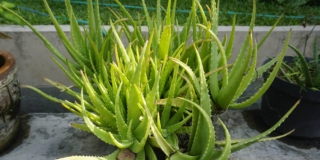 Aloe vera