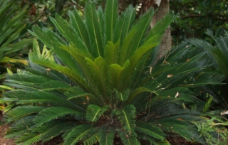 cycas cycas
