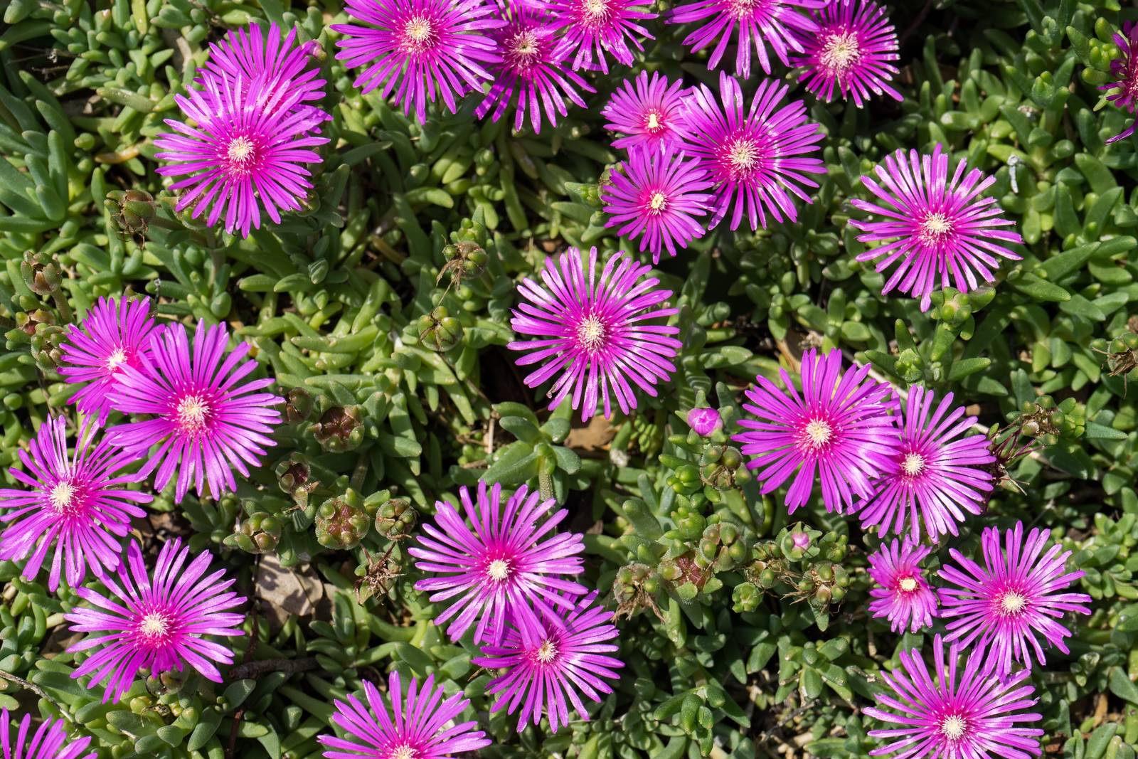 Il delosperma ha portamento strisciante e foglie carnose di forma allungata.