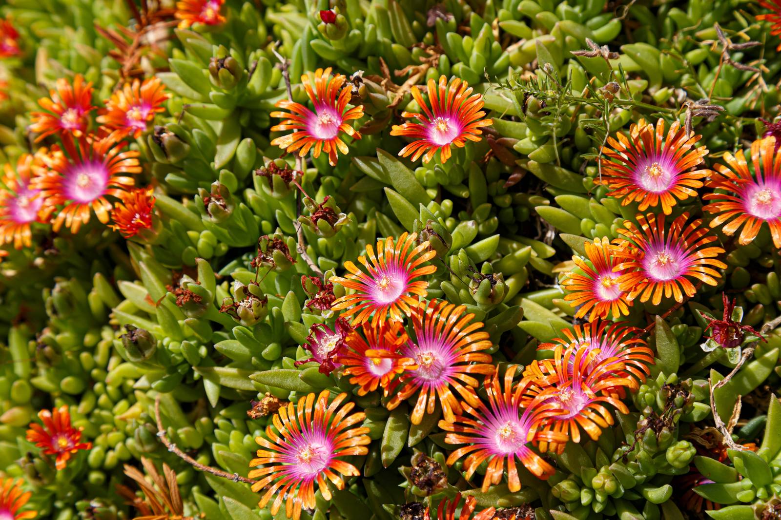 Il delosperma è un sempreverde dalla crescita compatta e sviluppo tappezzante.