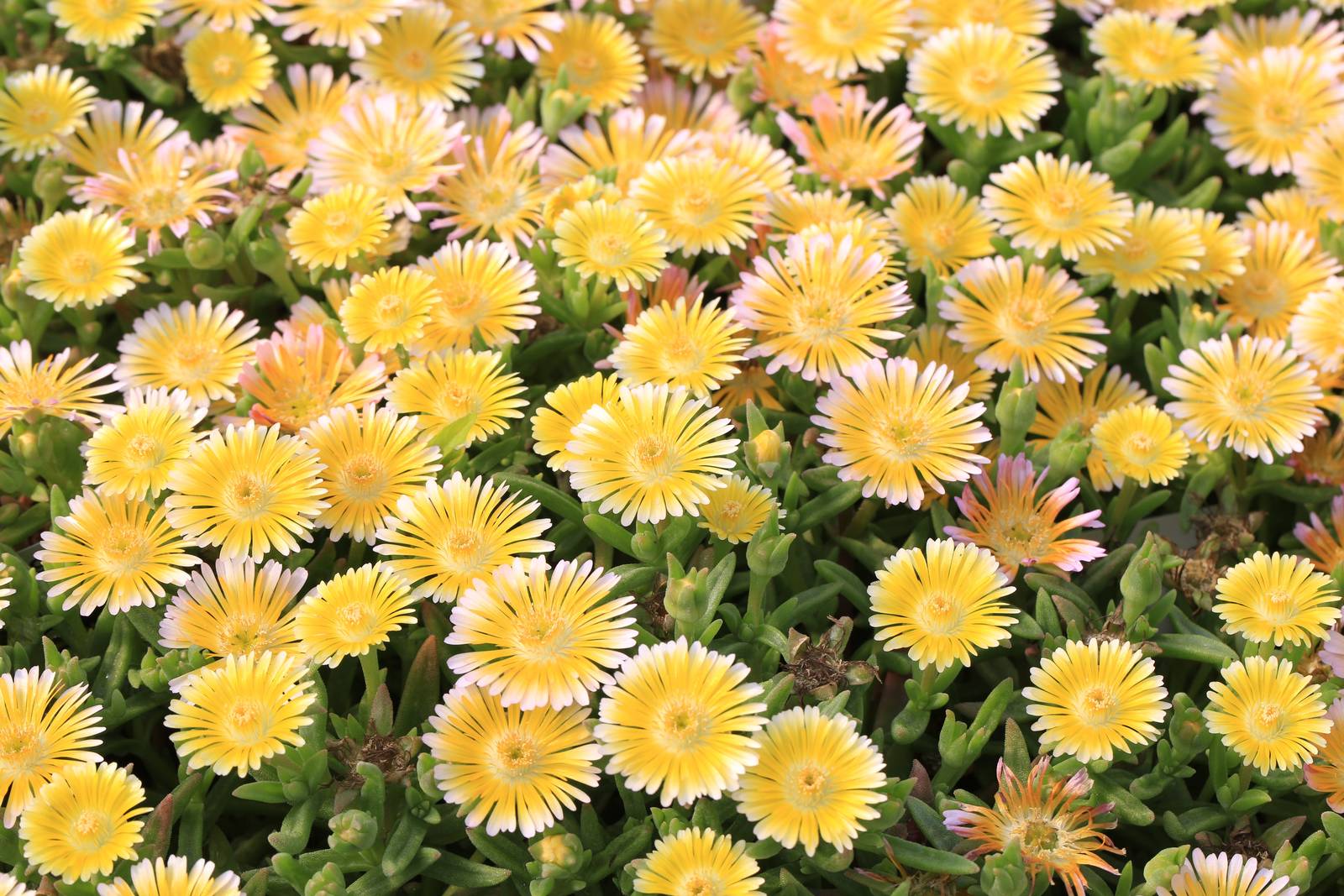 Per assicurare una fioritura abbondante, il delosperma va posizionato in pieno sole.