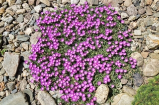 Delosperma Delosperma