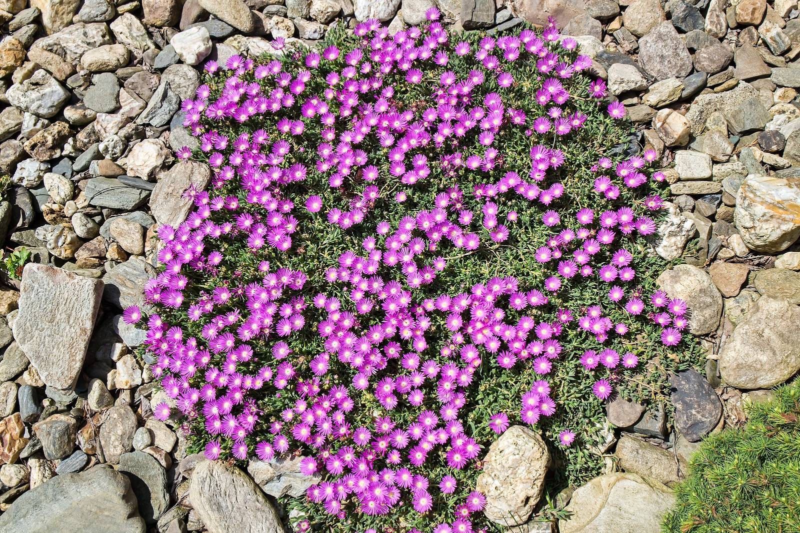 Come si vede in foto, il delosperma riesce a crescere anche su suoli difficili, poveri di sostanze nutritive: ciò lo rende ideale per i giardini rocciosi.