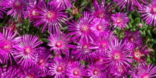 Delosperma