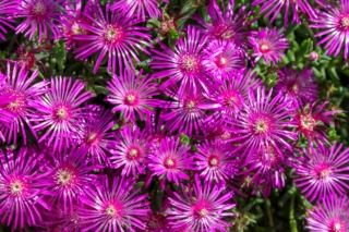 La fioritura prolungata e i bellissimi colori accesi sono i punti di forza della pianta di delosperma.