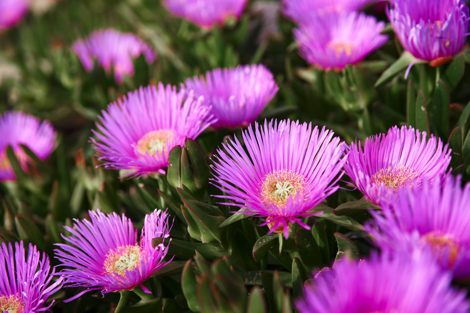Il delosperma si caratterizza per le infiorescenze simili a piccole margherite di colore solitamente rosa o giallo.
