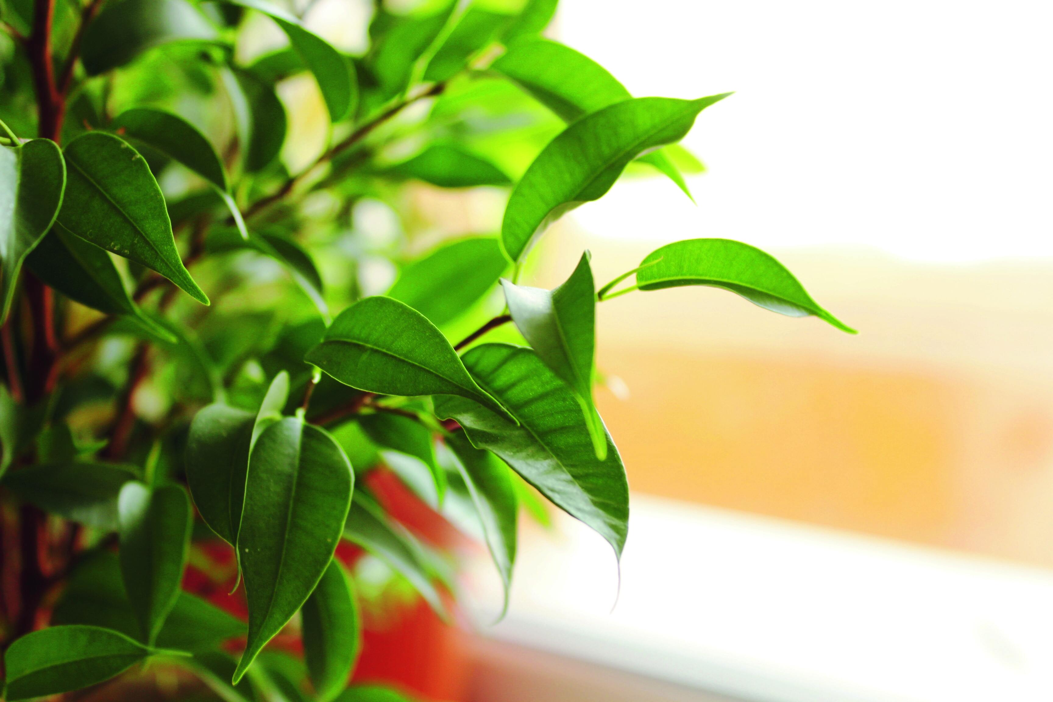 Il ficus benjamin ha bisogno di piena luce, ma il sole diretto può danneggiare il fogliame delicato. Il ficus benjamin ha bisogno di piena luce, ma il sole diretto può danneggiare il fogliame delicato.