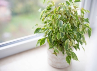 Il ficus benjamin va rinvasato ogni 2-3 anni. Il ficus benjamin va rinvasato ogni 2-3 anni.