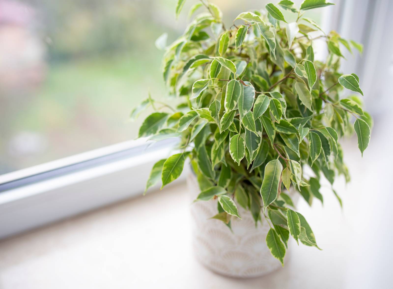 Il ficus benjamin va rinvasato ogni 2-3 anni. Il ficus benjamin va rinvasato ogni 2-3 anni.
