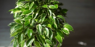 Ficus benjamin
