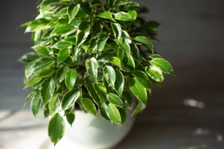 Il ficus benjamin nel nostro Paese si può coltivare solo come pianta d'appartamento in vaso.