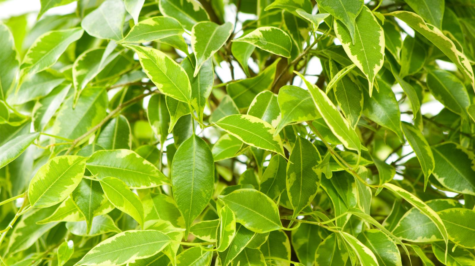 Il fogliame verde intenso, lucido e talvolta variegato, rappresenta senza dubbio il pregio estetico del ficus banjamin. Il fogliame verde intenso, lucido e talvolta variegato, rappresenta senza dubbio il pregio estetico del ficus banjamin.
