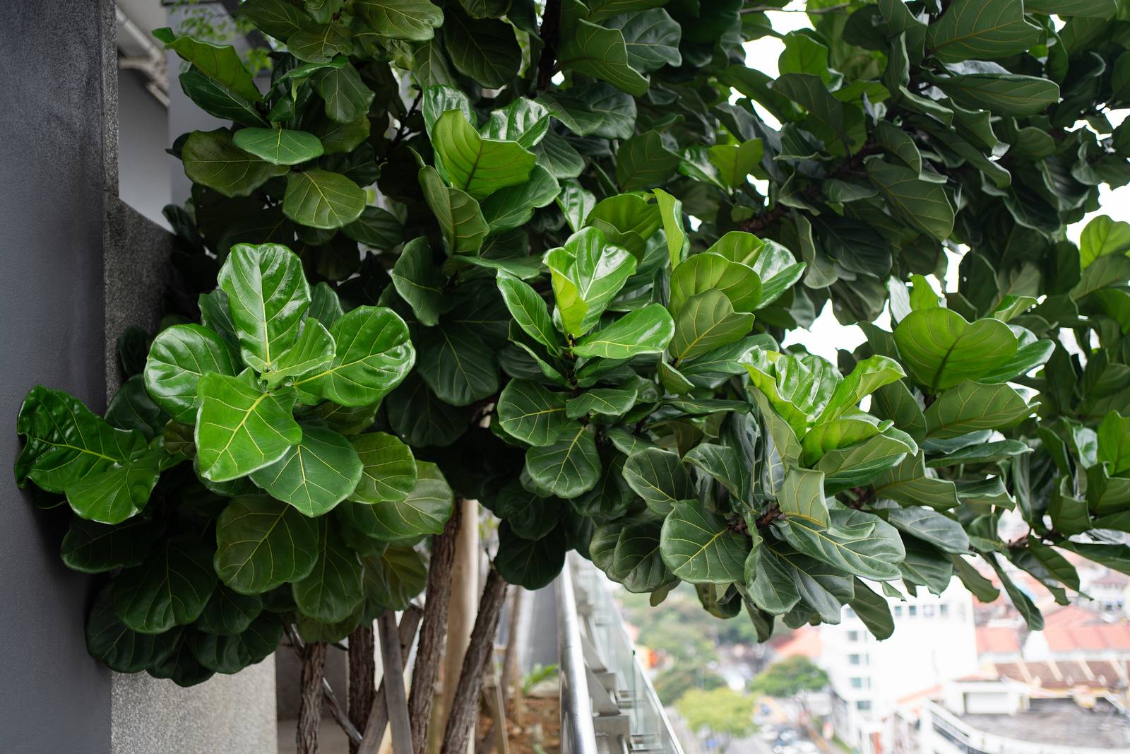Ficus lyrata può essere spostato all'esterno durante la bella stagione, evitando l'esposizione diretta che potrebbe provocare bruciature sulle foglie.