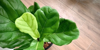 Ficus lyrata
