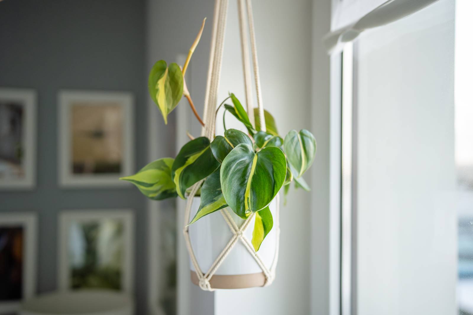In qualità di sempreverde rampicante, il filodendro si può coltivare anche in basket e vasi appesi. In qualità di sempreverde rampicante, il filodendro si può coltivare anche in basket e vasi appesi.