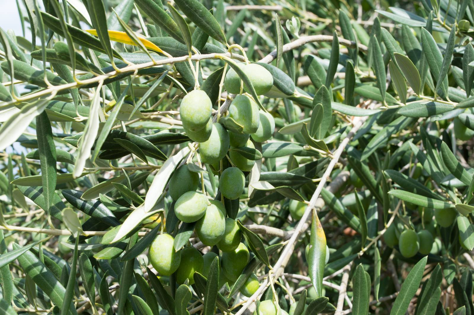 Le olive appena raccolte hanno un sapore amaro affatto gradevole. Per questo vanno trattate prima di essere avviate al consumo. Le olive appena raccolte hanno un sapore amaro affatto gradevole. Per questo vanno trattate prima di essere avviate al consumo.