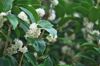 osmanthus osmanthus