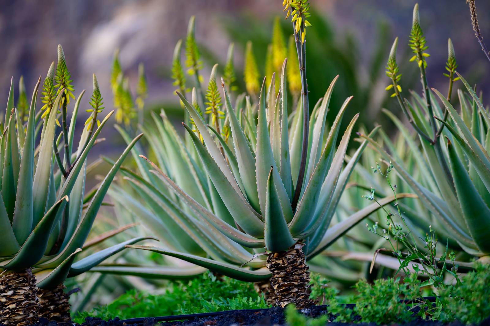 Le foglie di aloe vera sono lunghe e lanceolate e la pianta può raggiungere l'altezza di un metro. Le foglie di aloe vera sono lunghe e lanceolate e la pianta può raggiungere l'altezza di un metro.