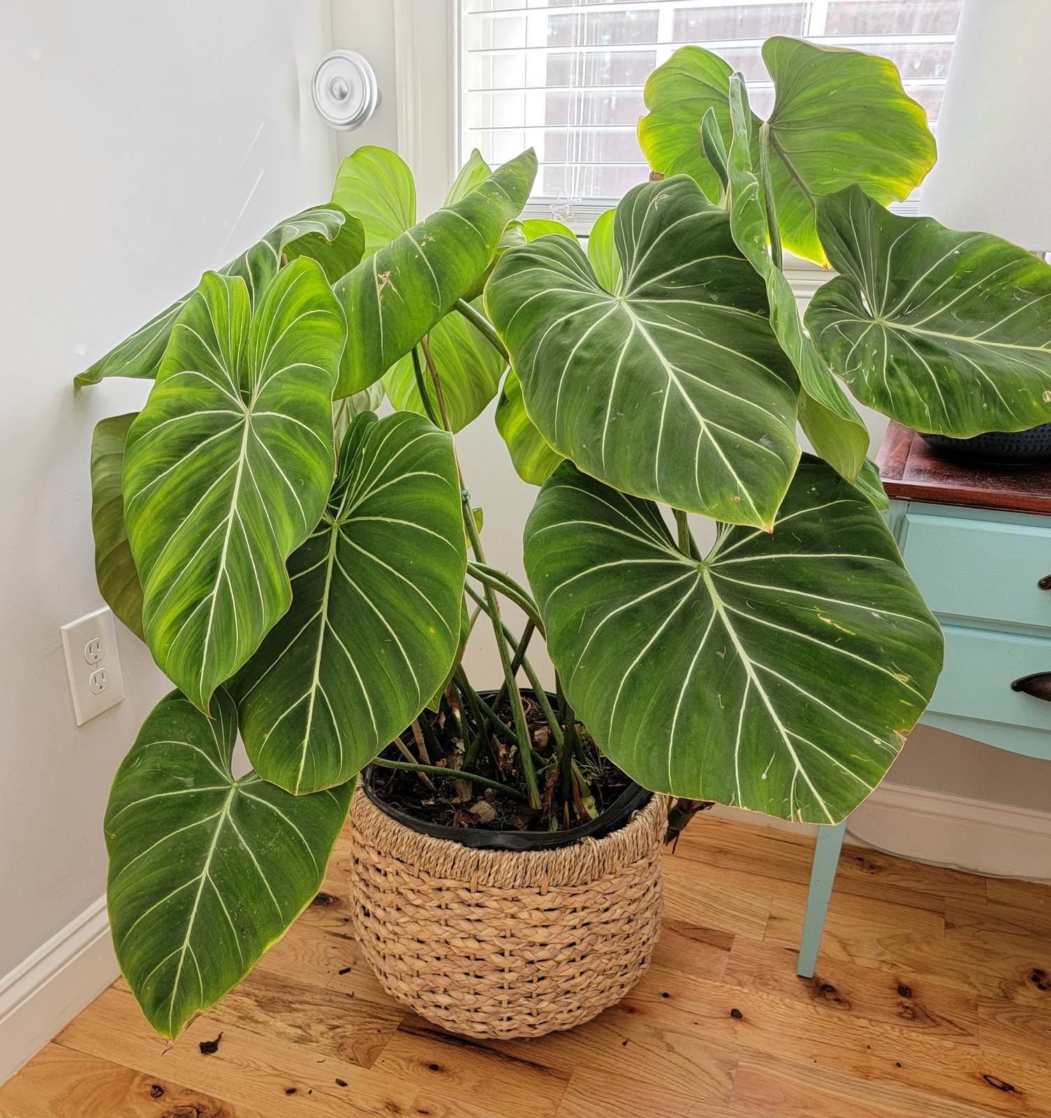 Essendo una pianta tropicale, nel nostro Paese il filodendro si può coltivare esclusivamente in vaso. Essendo una pianta tropicale, nel nostro Paese il filodendro si può coltivare esclusivamente in vaso.