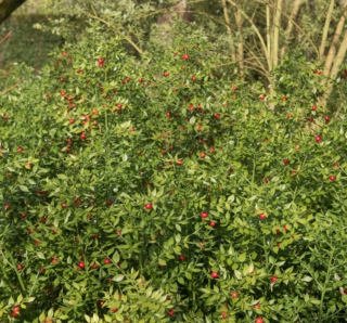 Il pungitopo è una pianta cespugliosa sempreverde alta dai 30 agli 80 cm.